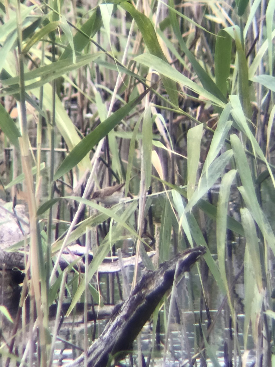 Common Reed Warbler - ML620853236