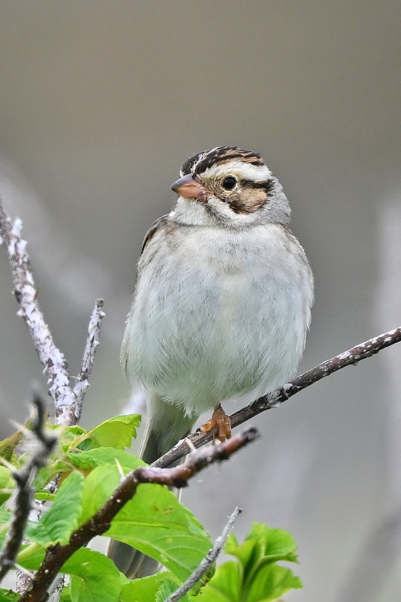 Clay-colored Sparrow - ML620853267