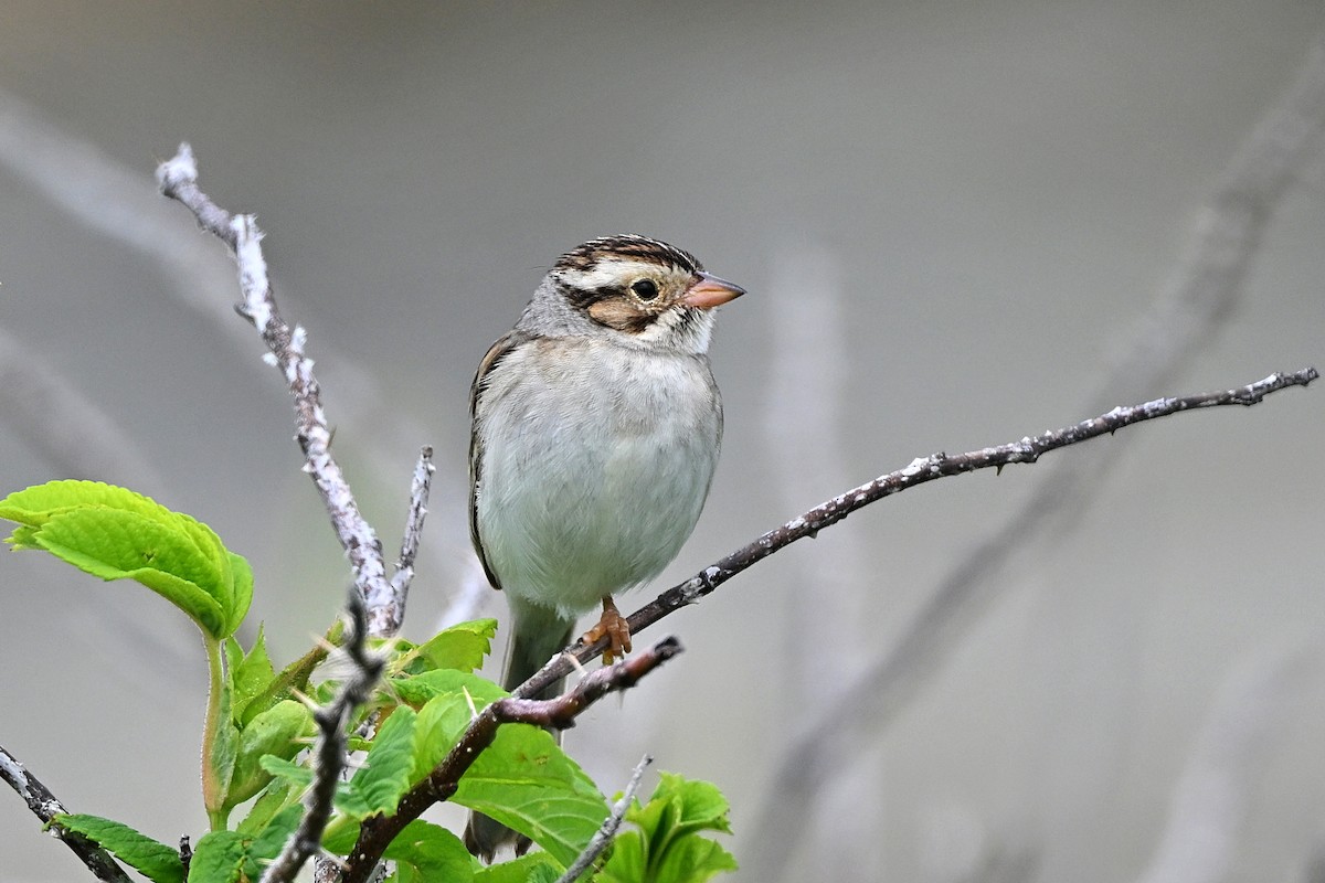 Clay-colored Sparrow - ML620853268
