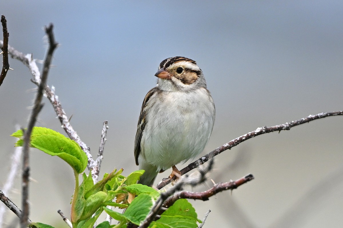 Clay-colored Sparrow - ML620853269