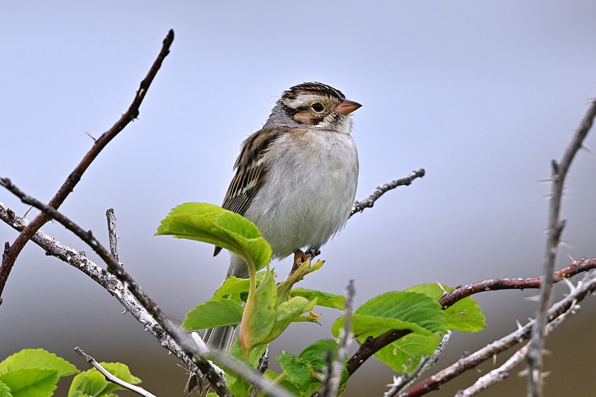 Clay-colored Sparrow - ML620853270