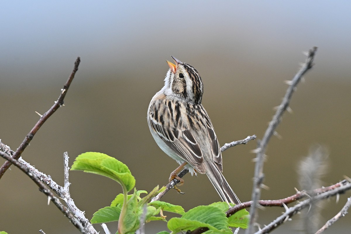 Clay-colored Sparrow - ML620853271