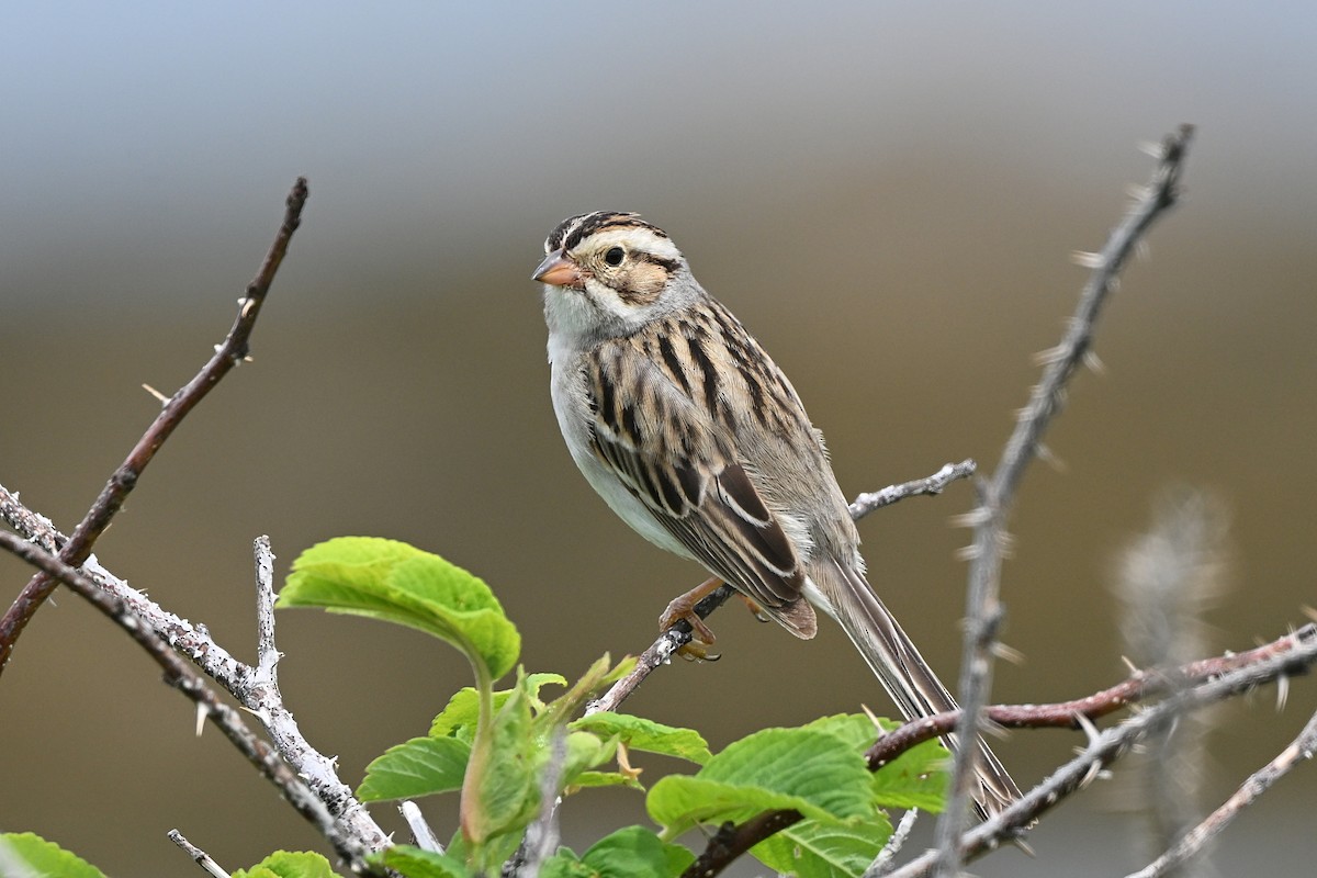 Clay-colored Sparrow - ML620853272