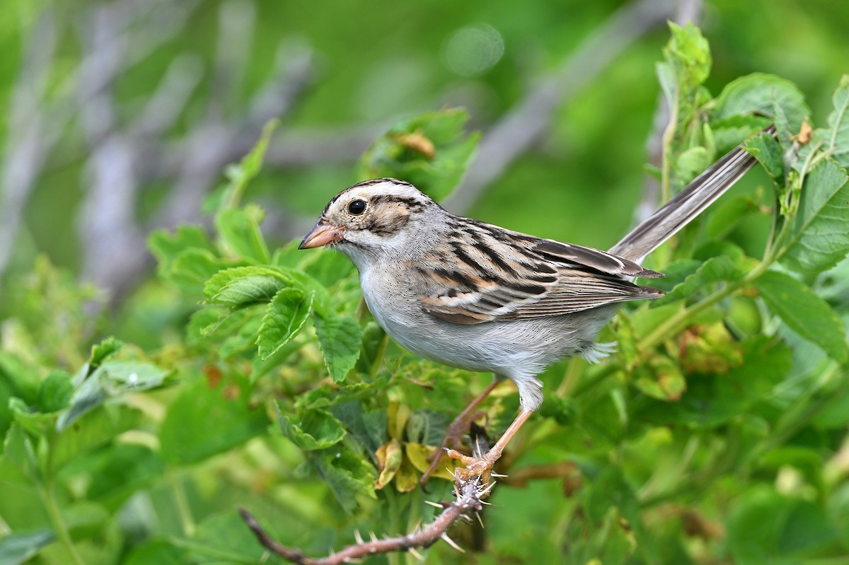 Clay-colored Sparrow - ML620853275
