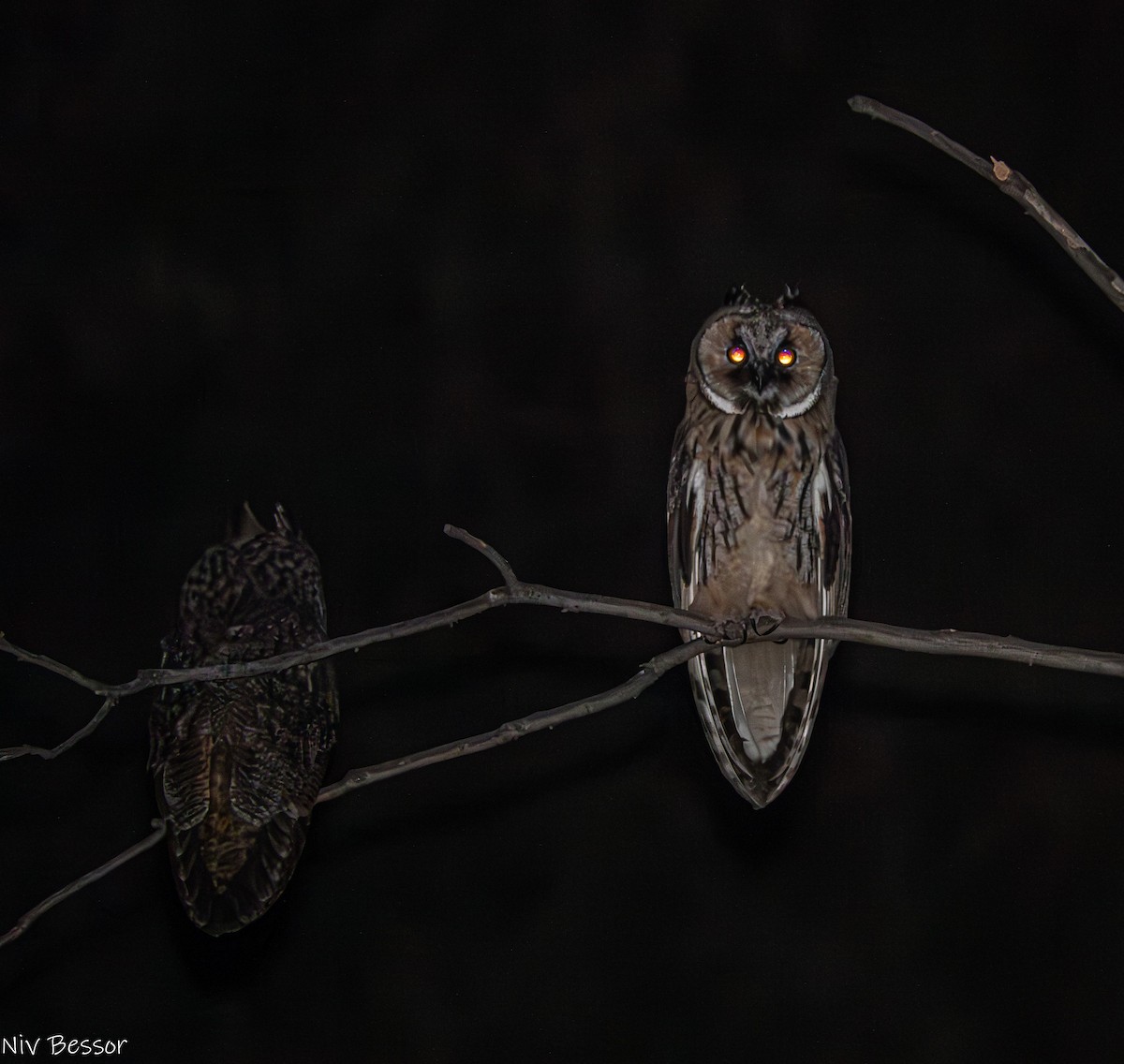 Long-eared Owl - ML620853287
