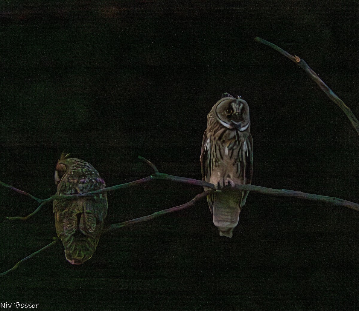 Long-eared Owl - ML620853288