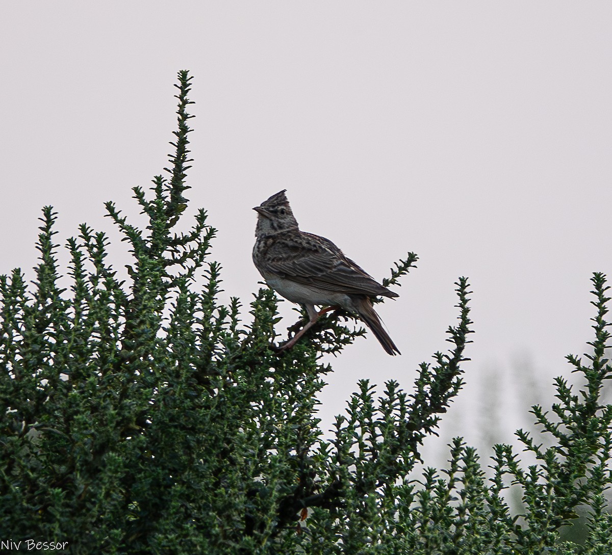 Crested Lark (Crested) - ML620853321