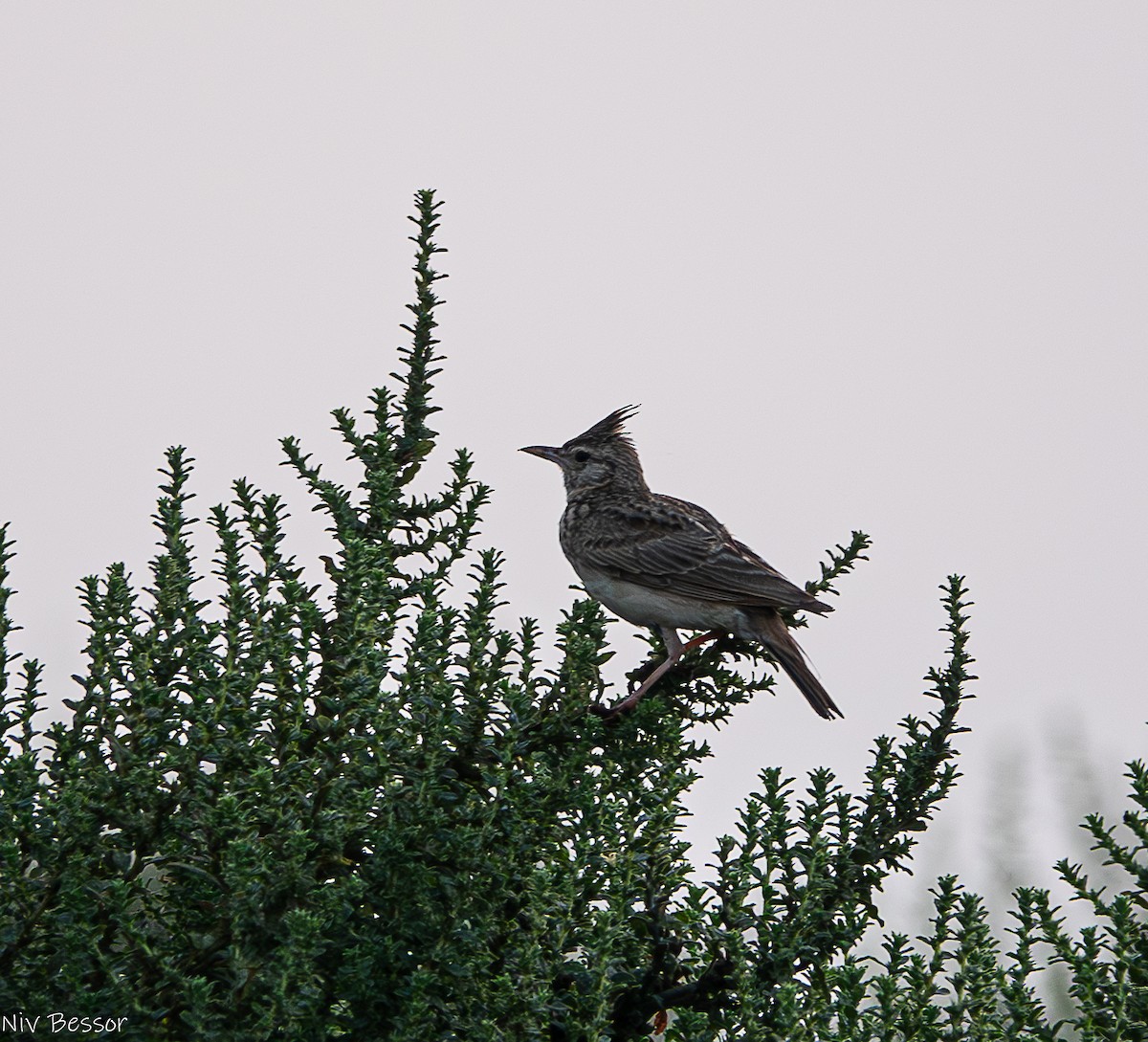 Crested Lark (Crested) - ML620853322