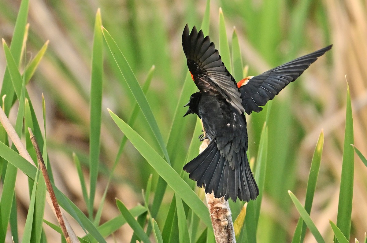 Red-winged Blackbird - ML620853327