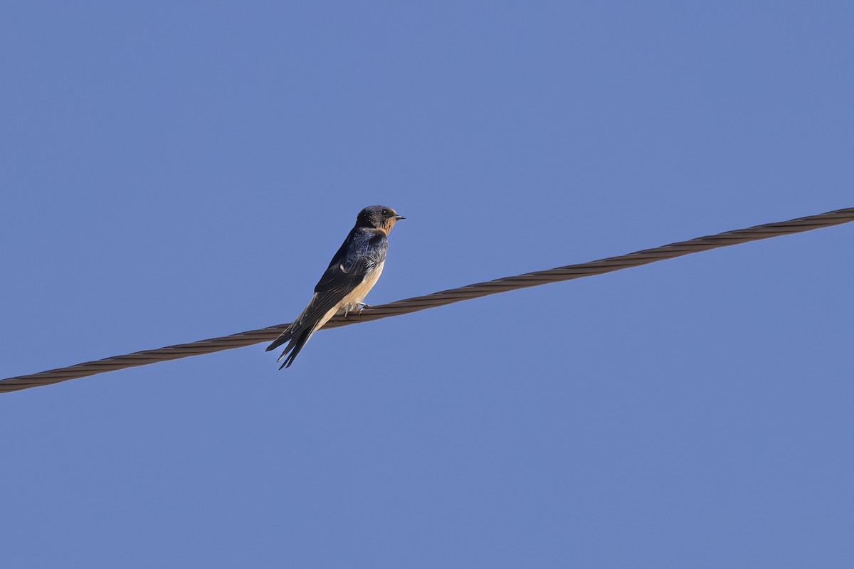 Barn Swallow - ML620853351