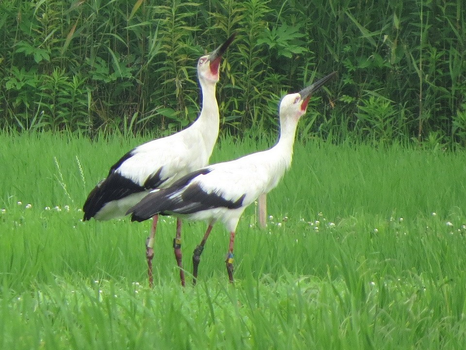 Oriental Stork - ML620853364
