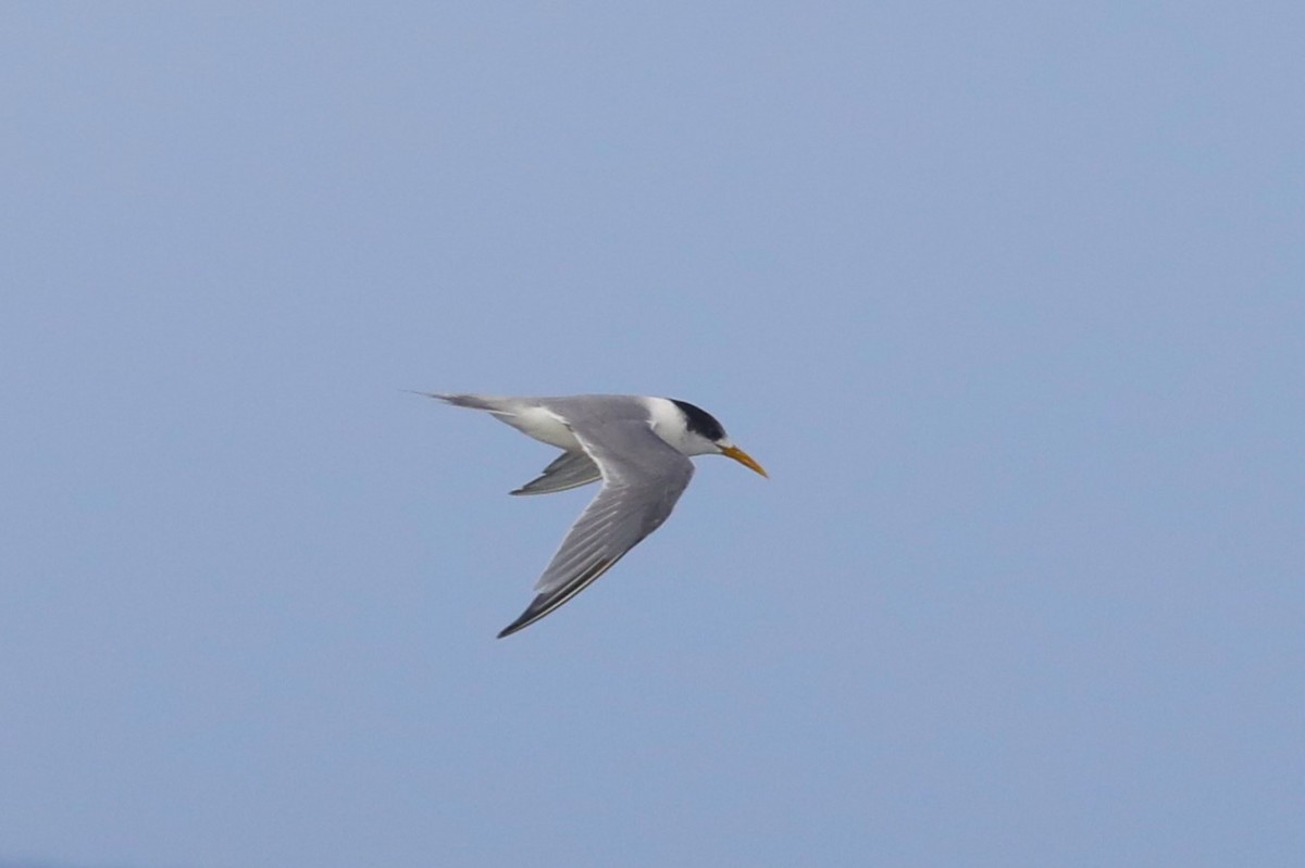 Great Crested Tern - ML620853383