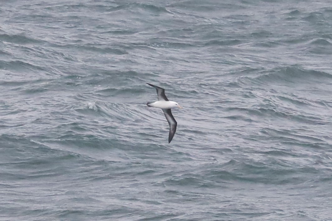 Black-browed Albatross (Campbell) - ML620853386