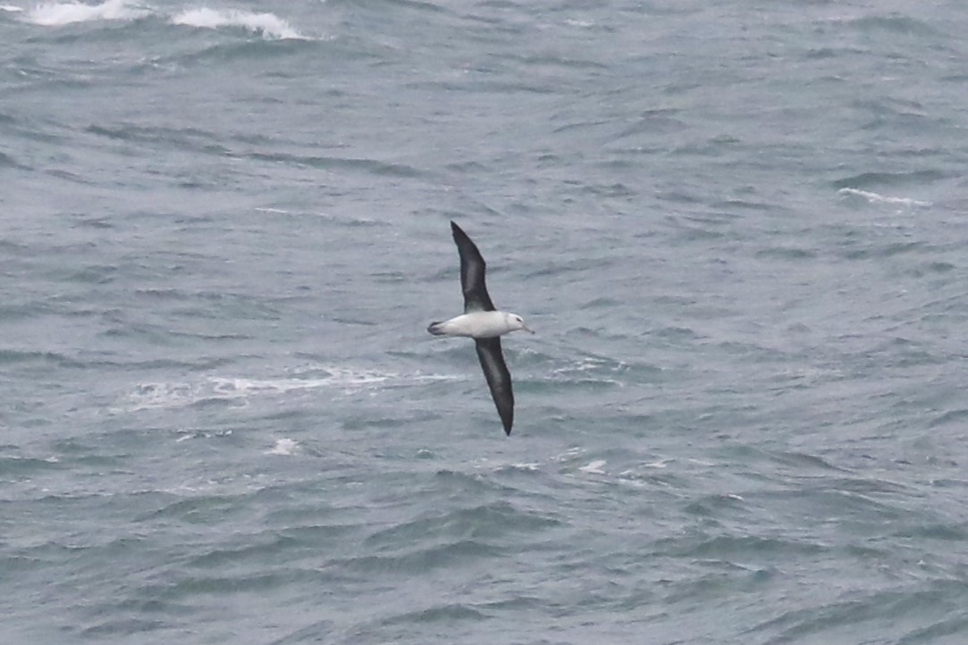 albatros černobrvý - ML620853389