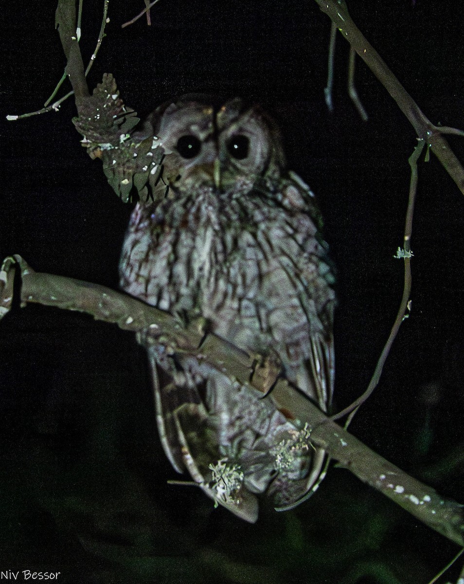 Tawny Owl - ML620853420