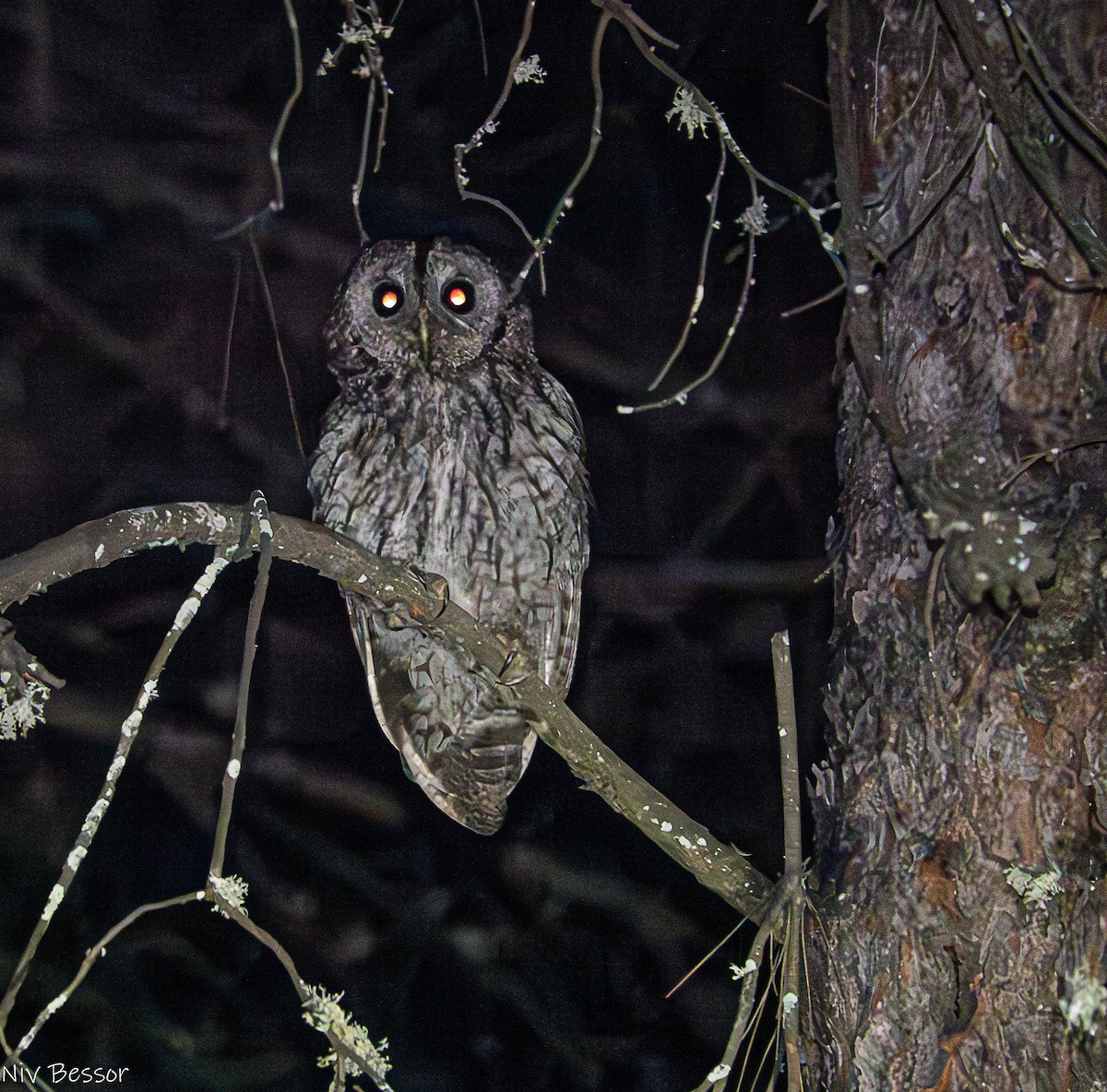 Tawny Owl - ML620853421