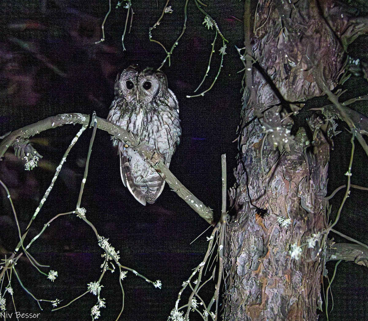 Tawny Owl - ML620853422