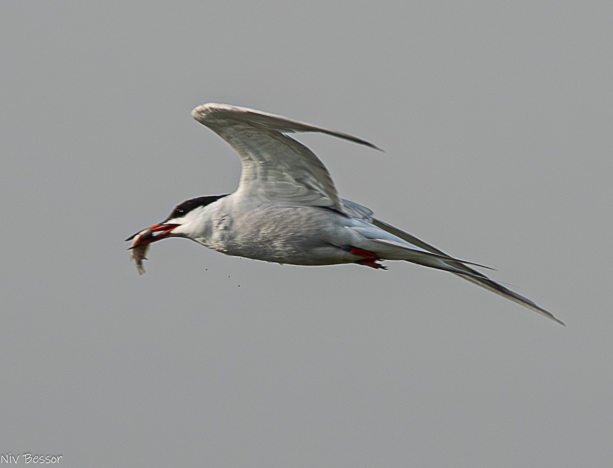 Common Tern - ML620853429