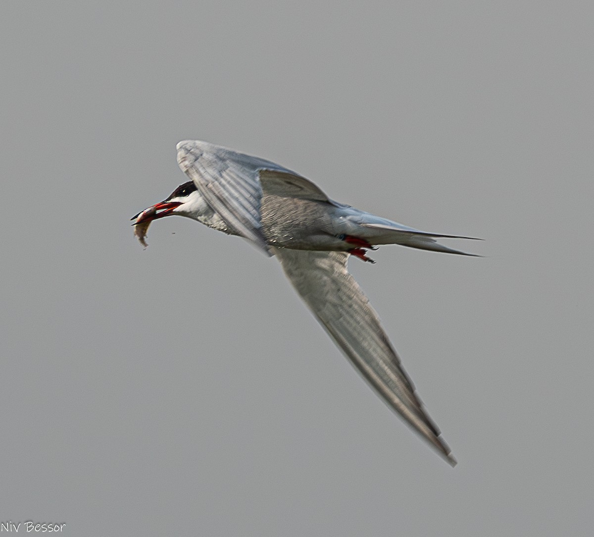 Common Tern - ML620853430