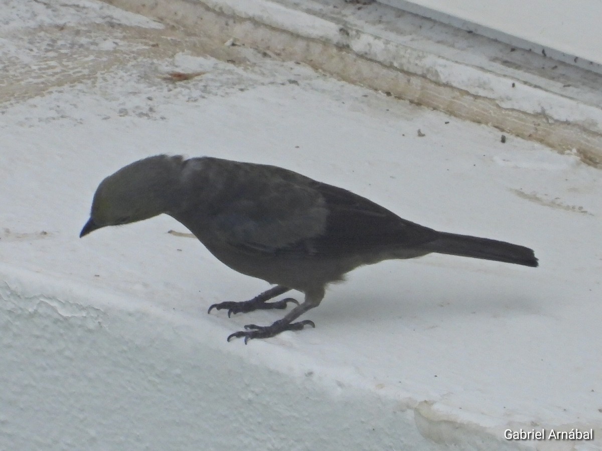 Great-tailed Grackle - ML620853435