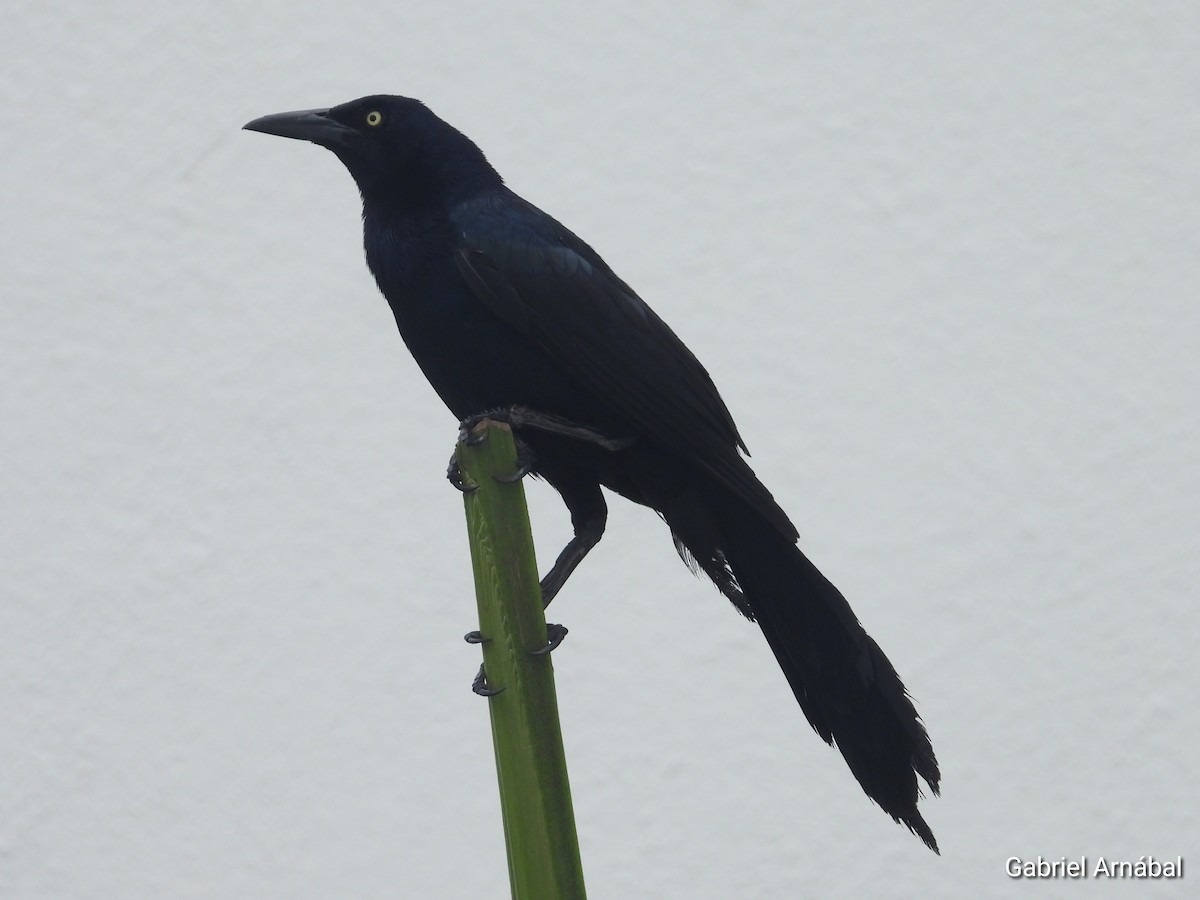 Great-tailed Grackle - ML620853436