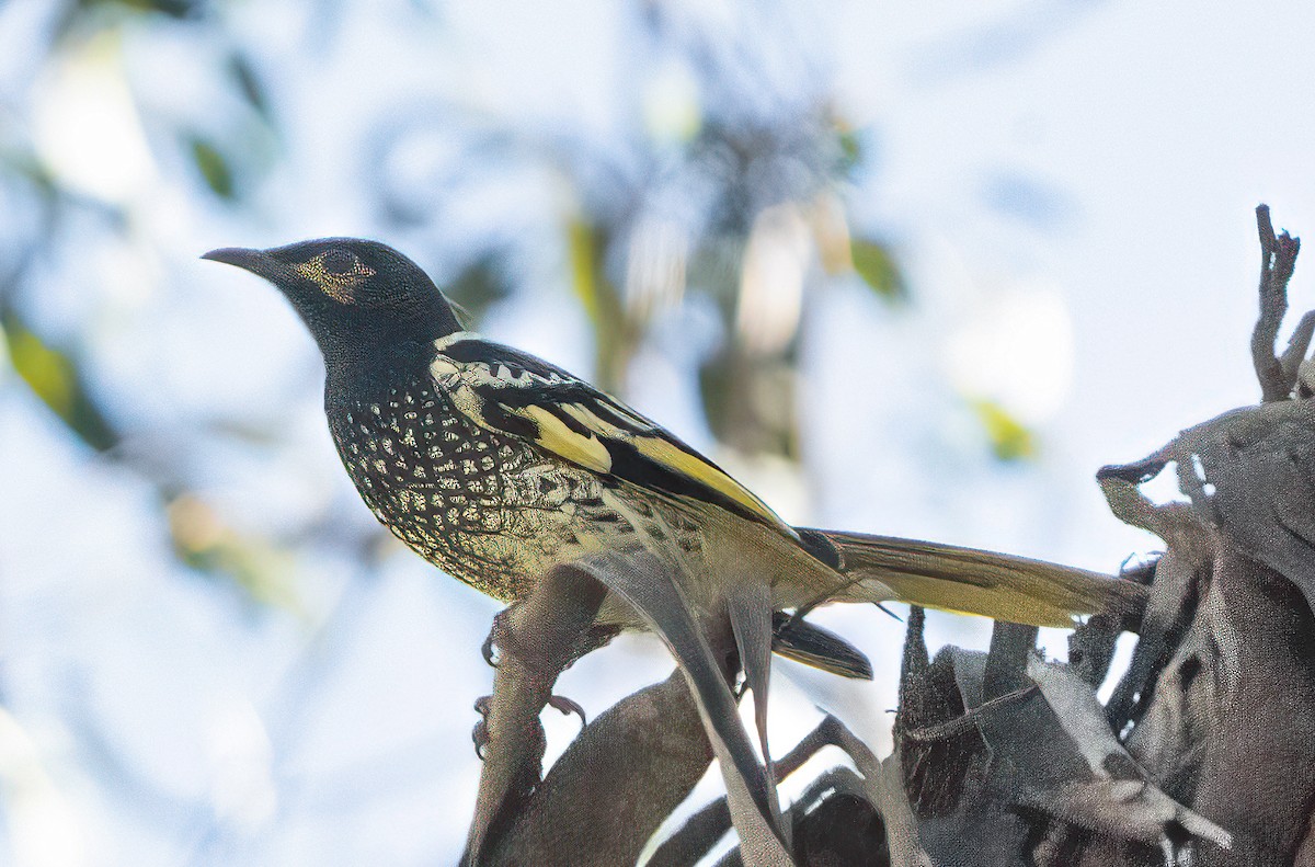 Regent Honeyeater - ML620853451