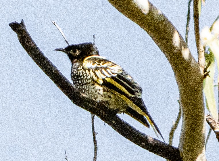 Regent Honeyeater - ML620853456