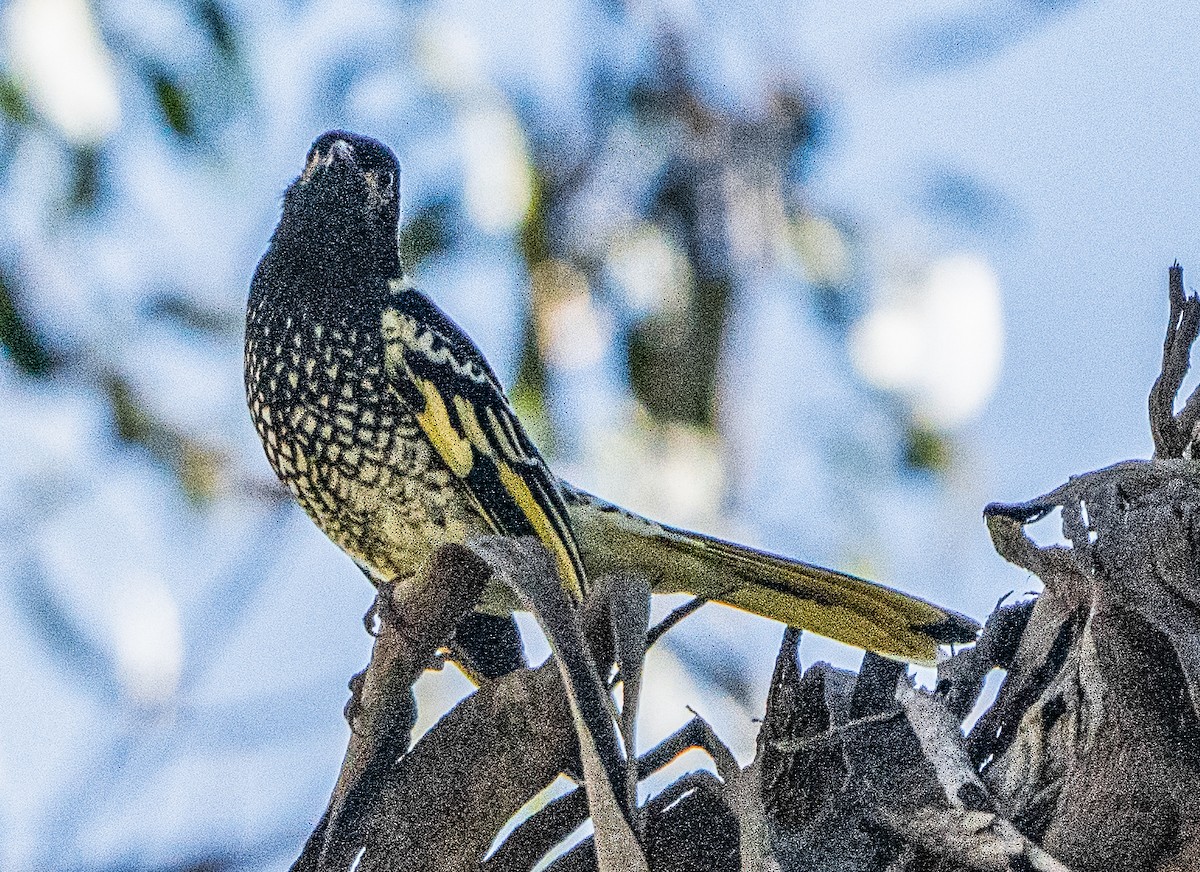 Regent Honeyeater - ML620853457