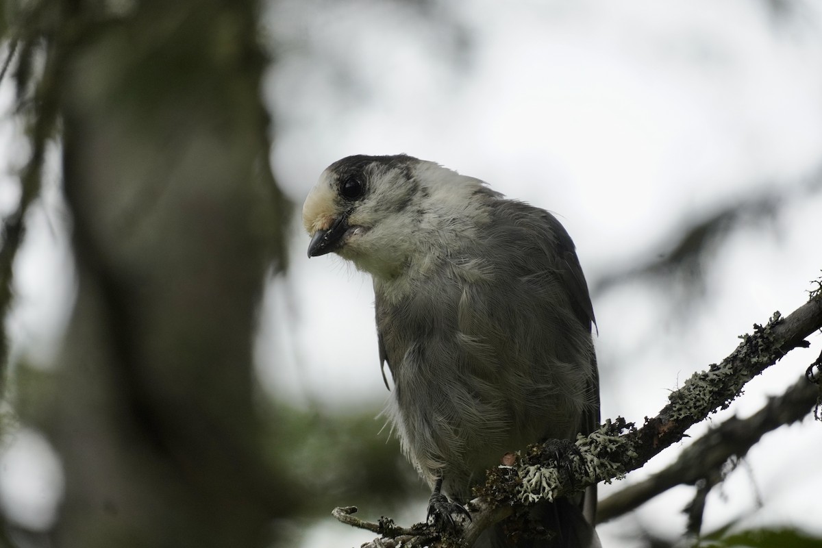 Canada Jay - ML620853467