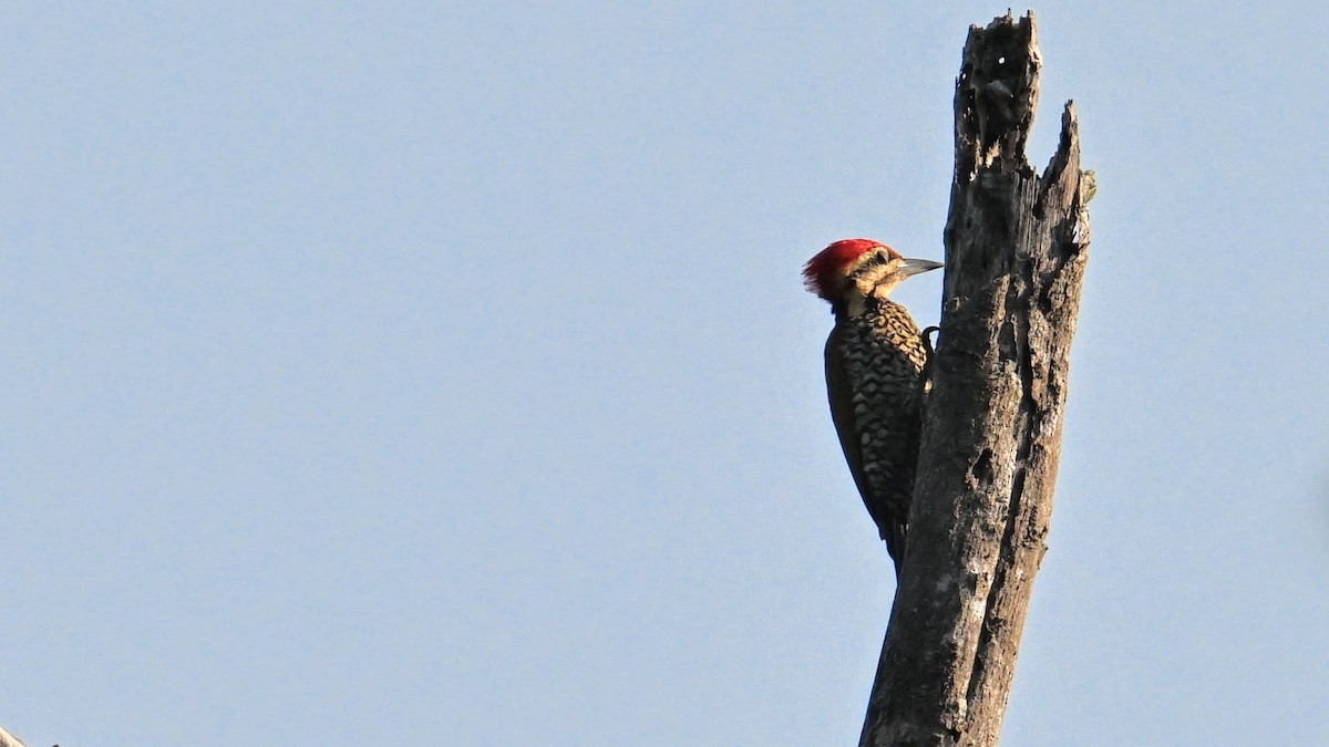 Common Flameback - ML620853476