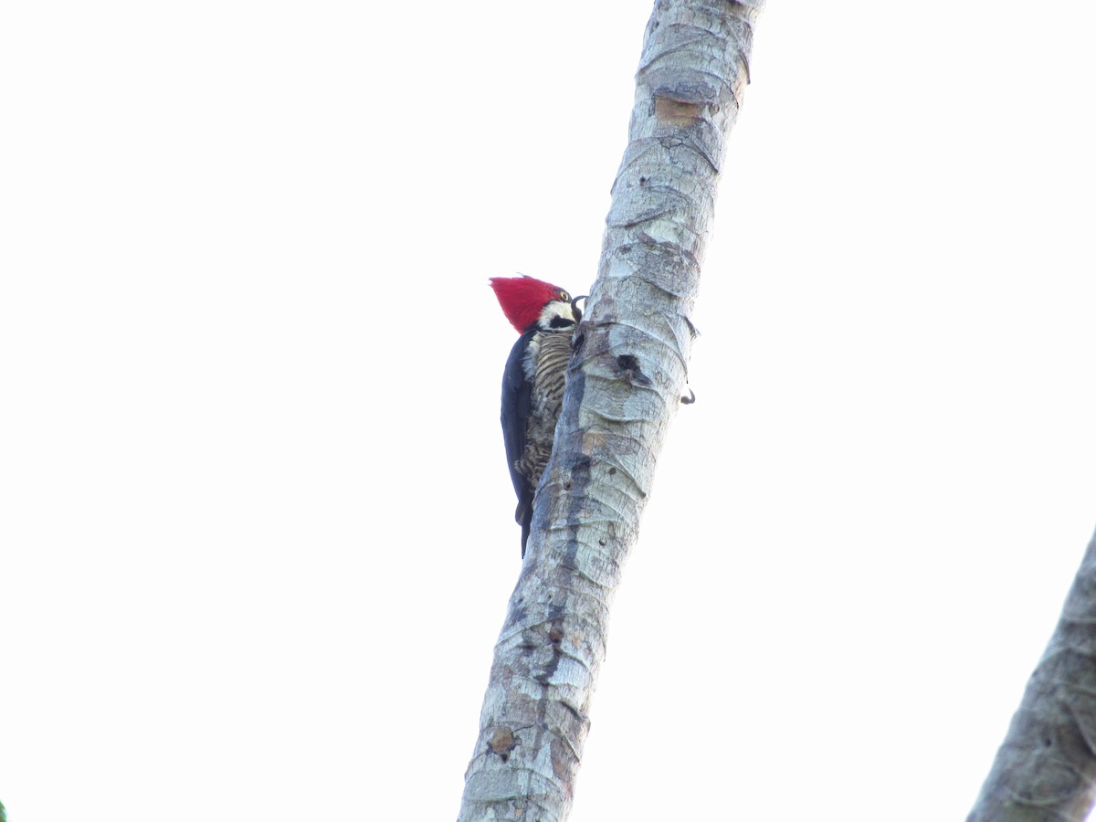 Crimson-crested Woodpecker - ML620853485