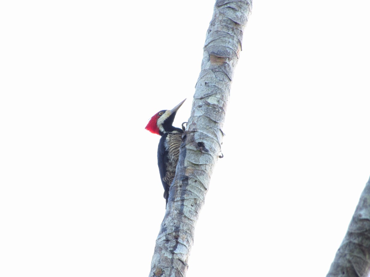 Crimson-crested Woodpecker - ML620853486