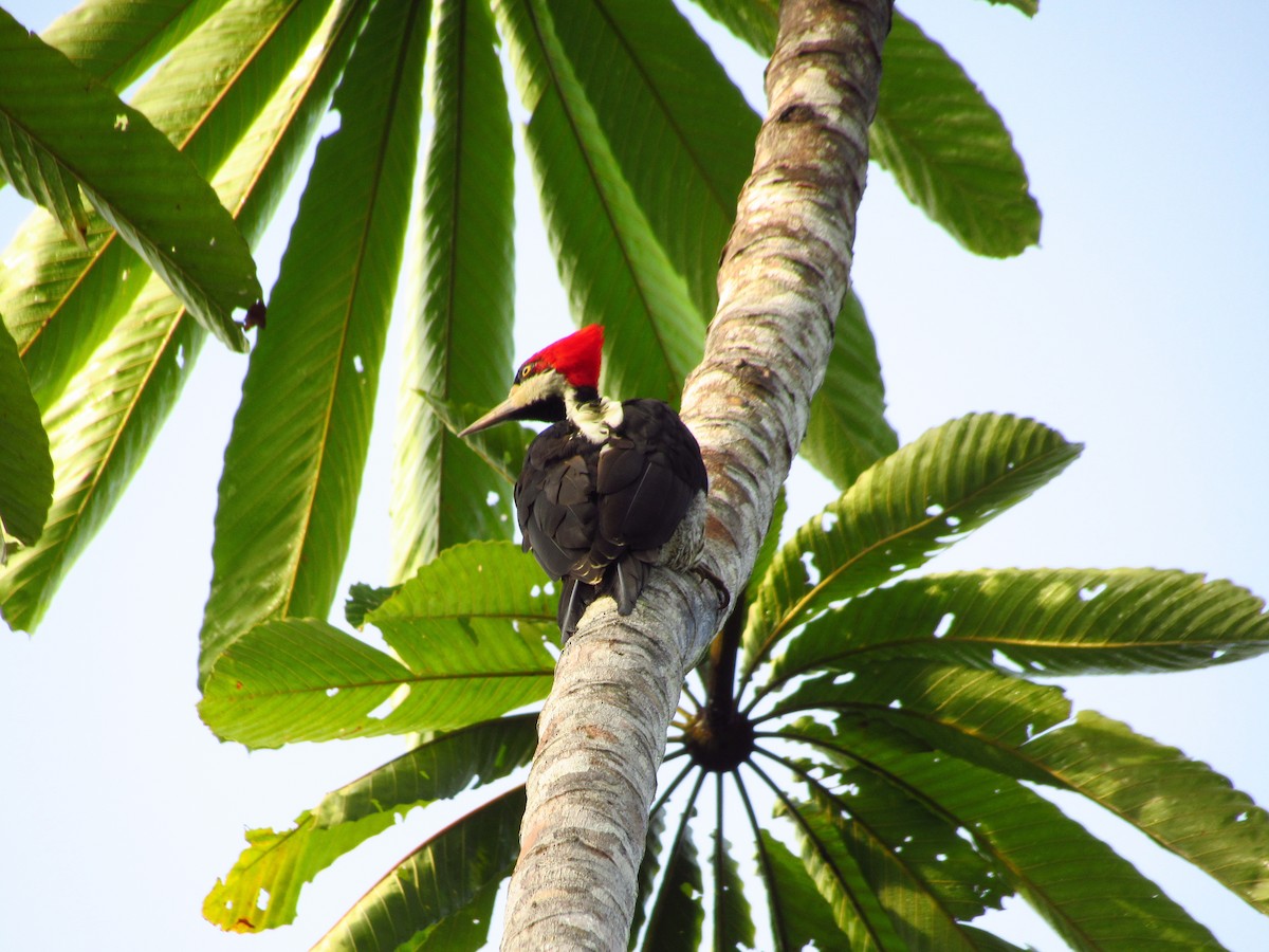 Crimson-crested Woodpecker - ML620853489