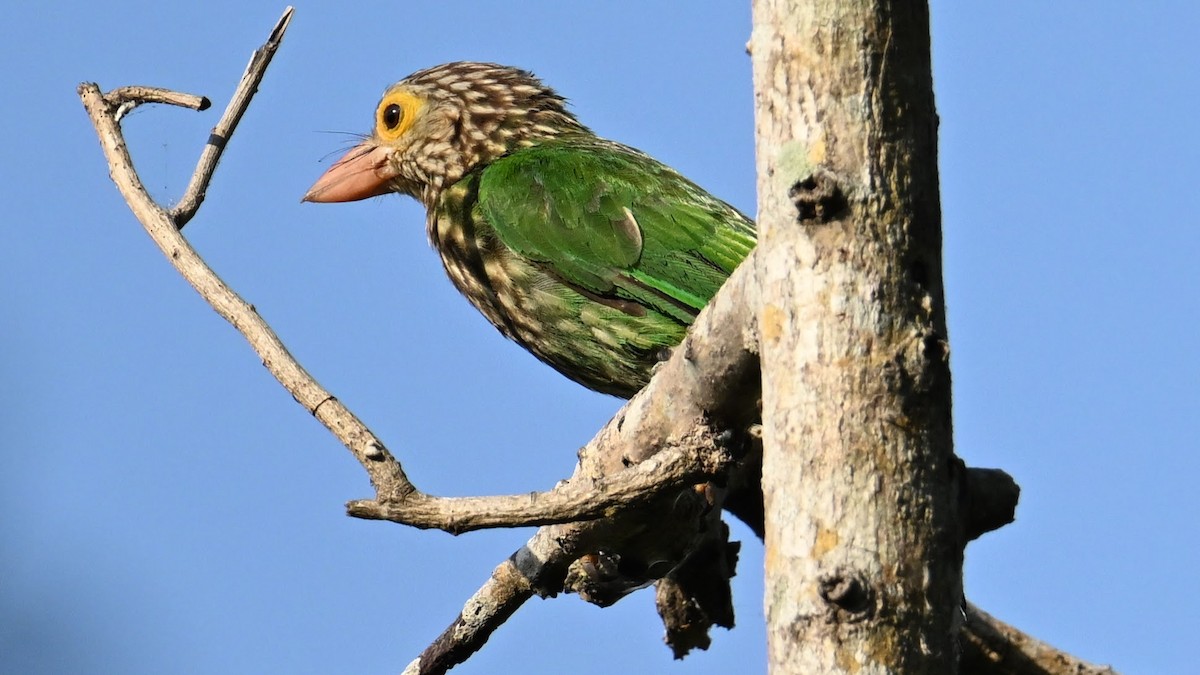 Lineated Barbet - ML620853522