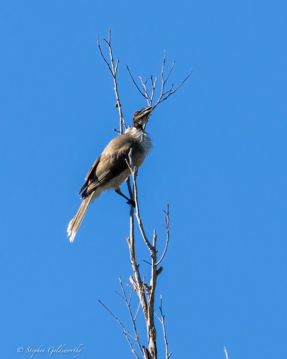 Noisy Friarbird - ML620853530