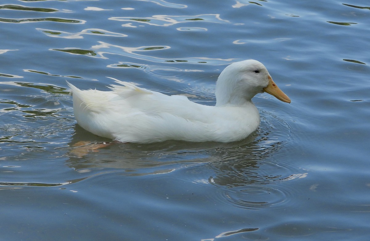 Muscovy Duck (Domestic type) - ML620853567