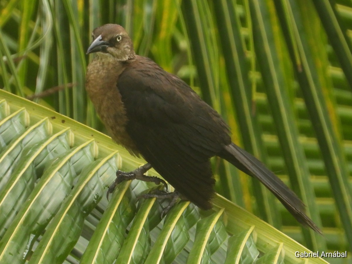 Great-tailed Grackle - ML620853577