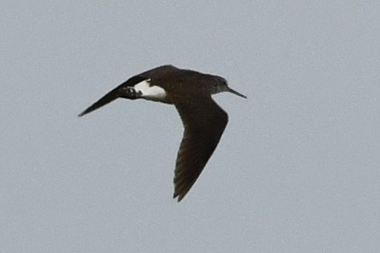 Green Sandpiper - ML620853583