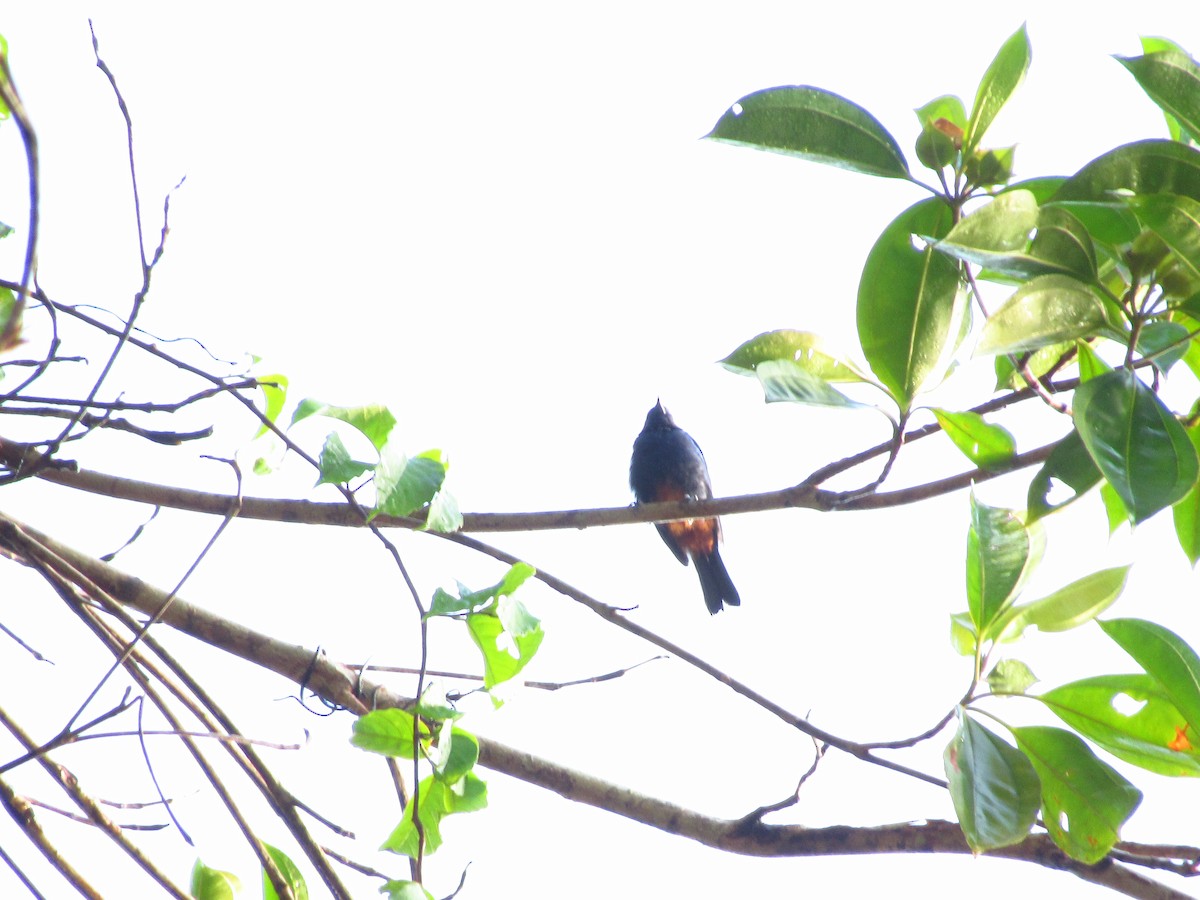 Opal-rumped Tanager - ML620853584