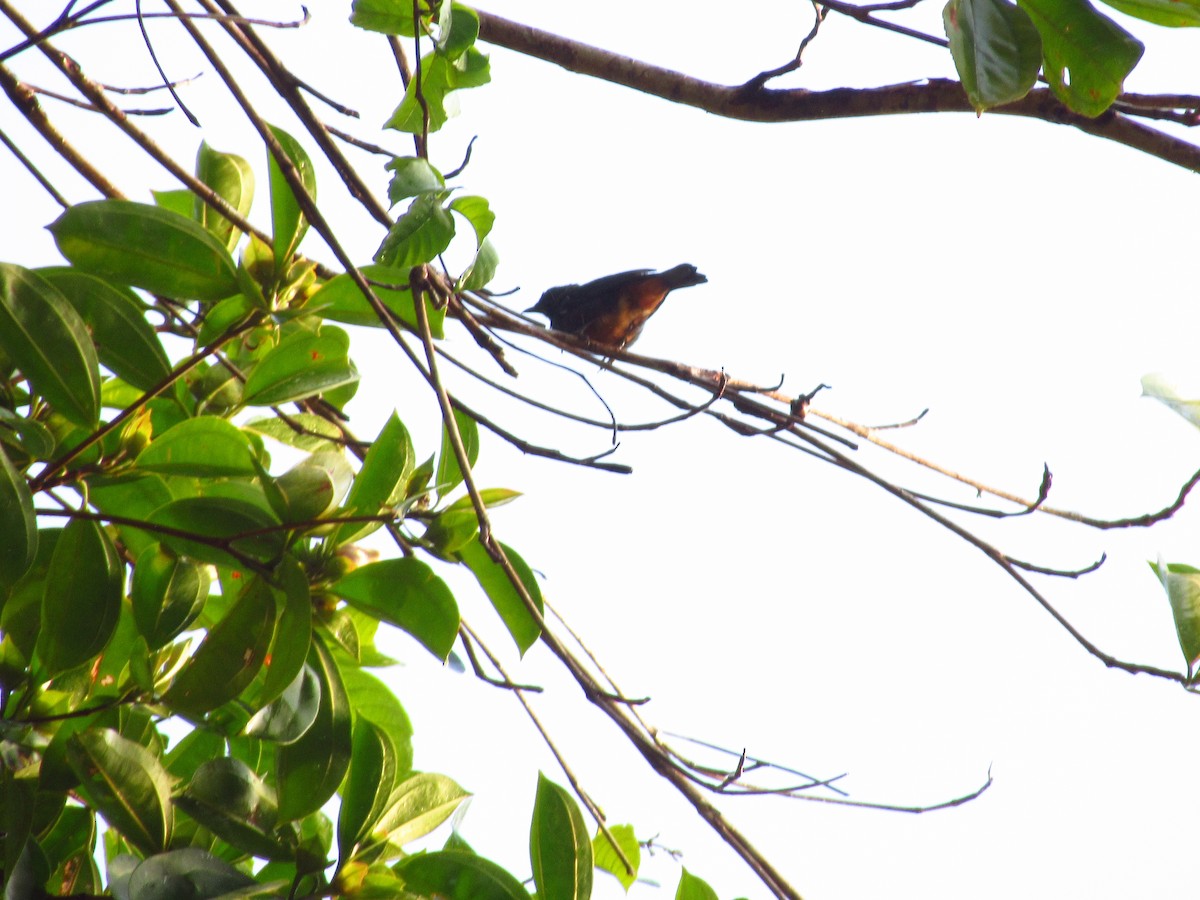 Opal-rumped Tanager - ML620853586