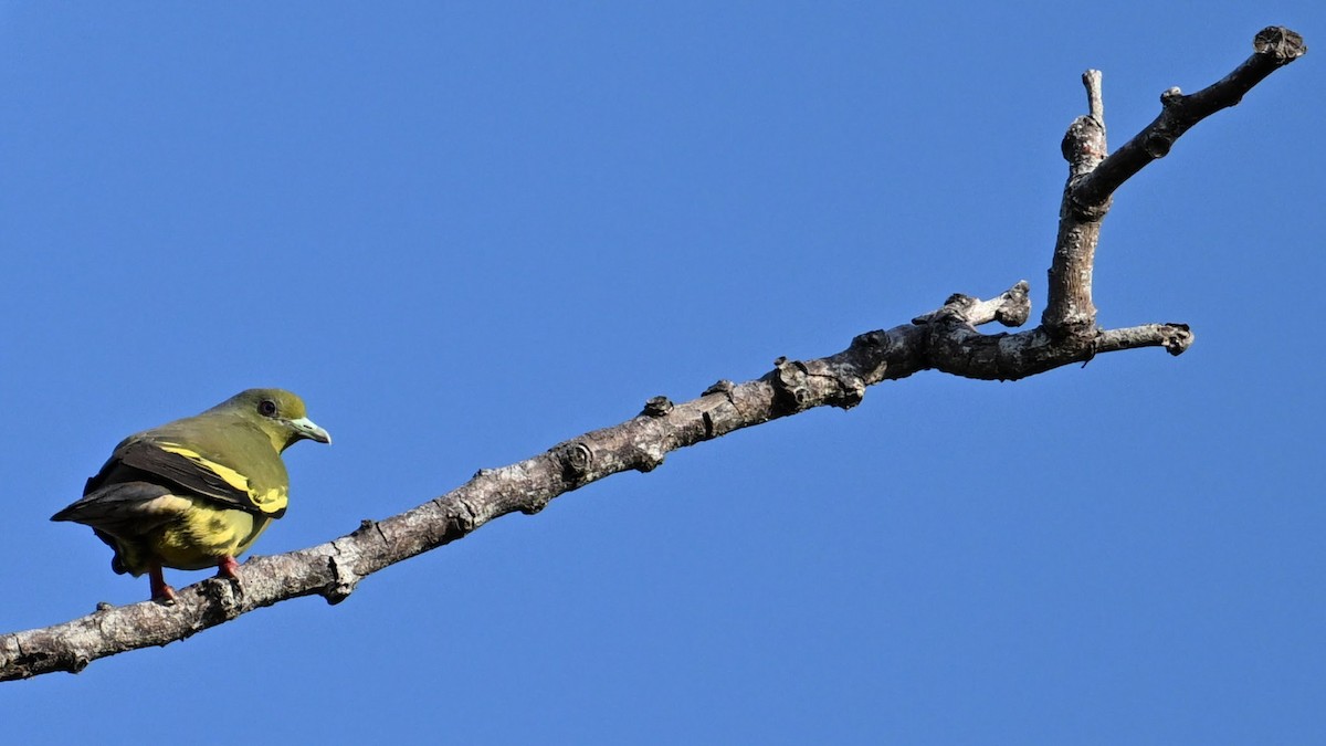 橙胸綠鳩 - ML620853587