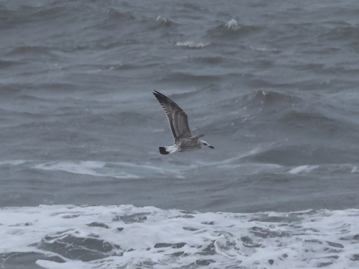 Caspian Gull - ML620853603