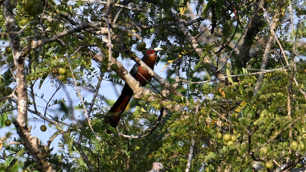 Chestnut-breasted Malkoha - ML620853612