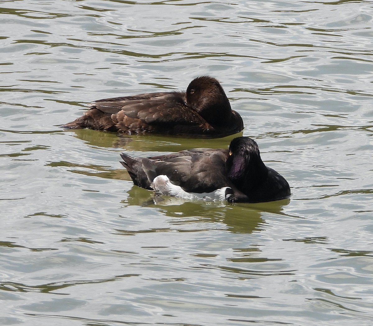 Tufted Duck - ML620853620