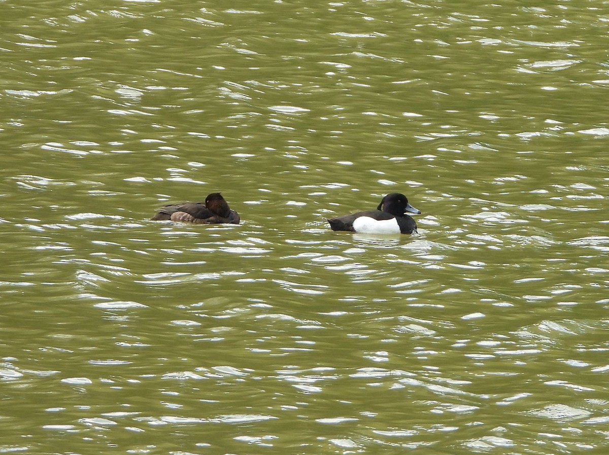 Tufted Duck - ML620853623