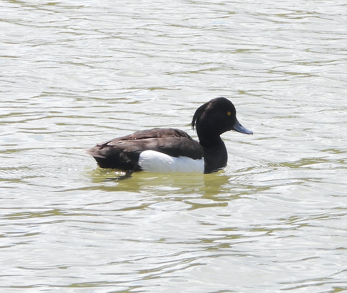 Tufted Duck - ML620853624