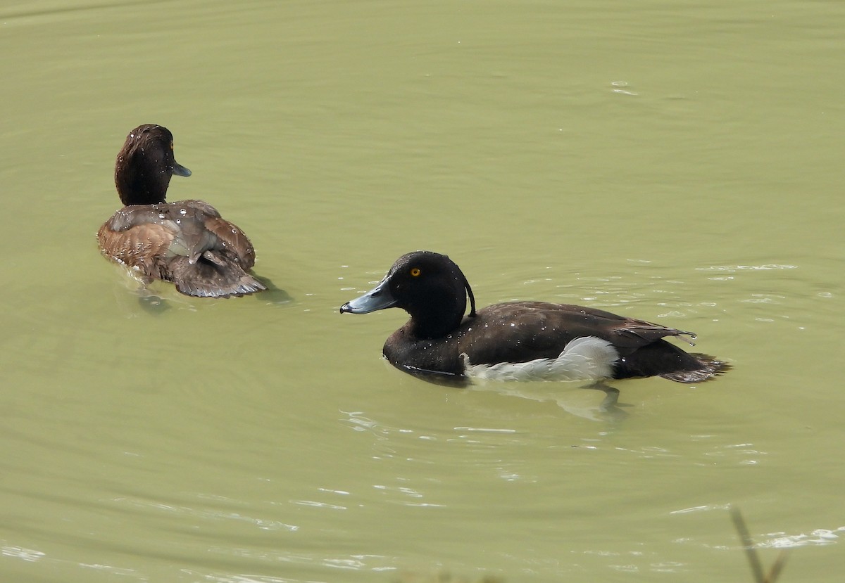 Tufted Duck - ML620853625