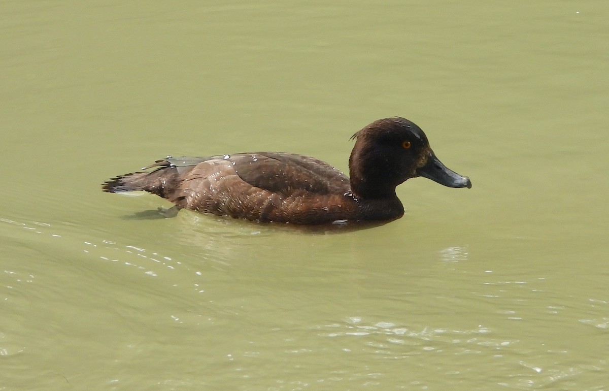 Tufted Duck - ML620853628
