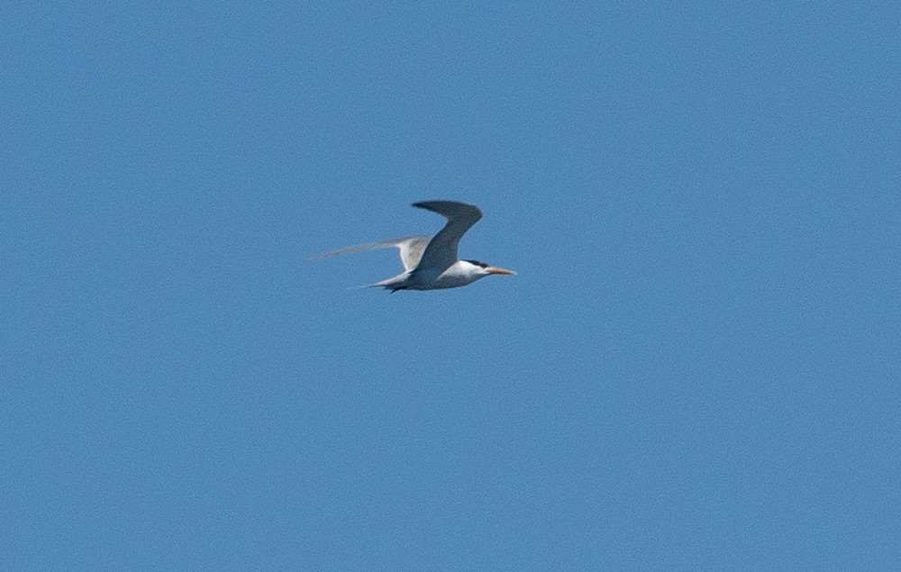 Lesser Crested Tern - ML620853639