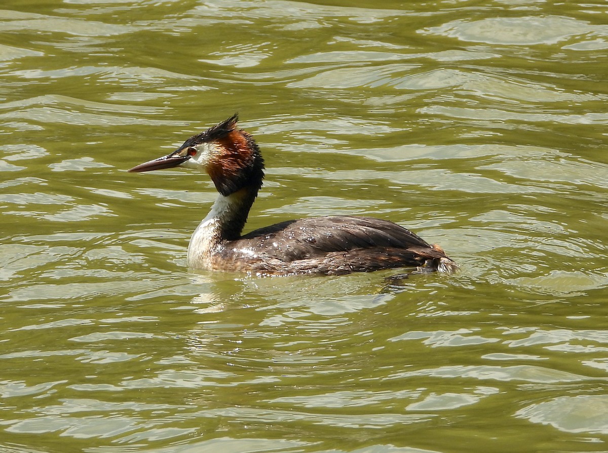 Great Crested Grebe - ML620853641